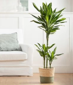 Drachenbaum - Dracaena Fragrans 'Cintho', In Seegras-Korb Phil -Pflanzenwelt Verkauf 8478703 WE MO 003 DracaenaCinthoT21