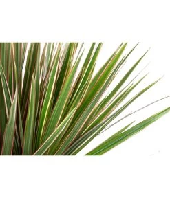 Drachenbaum - Dracaena Marginata 'Bicolor', In Seegras-Korb -Pflanzenwelt Verkauf 8478729 WE DE 001 DracaenaMarginataVariegataBicolorT21imKorbPhil