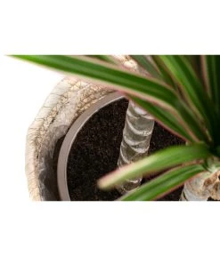 Drachenbaum - Dracaena Marginata 'Bicolor', In Seegras-Korb -Pflanzenwelt Verkauf 8478729 WE DE 002 DracaenaMarginataVariegataBicolorT21imKorbPhil