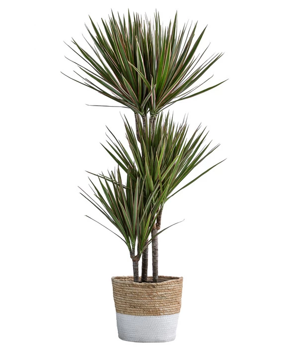 Drachenbaum - Dracaena Marginata 'Bicolor', In Seegras-Korb