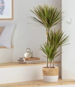 Drachenbaum - Dracaena Marginata 'Bicolor', In Seegras-Korb -Pflanzenwelt Verkauf 8478729 WE MO 001 DracaenaBicolorT21