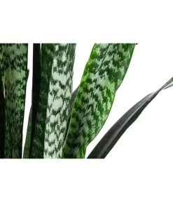Bogenhanf - Sansevieria Zeylanica, Im Seegras-Korb -Pflanzenwelt Verkauf 8478737 WE DE 001 SansevieriaZeylanicaT21imKorbIgmar