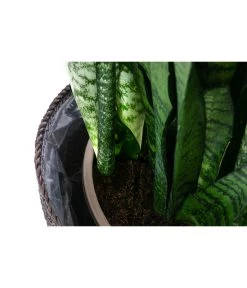 Bogenhanf - Sansevieria Zeylanica, Im Seegras-Korb -Pflanzenwelt Verkauf 8478737 WE DE 002 SansevieriaZeylanicaT21imKorbIgmar