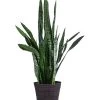 Bogenhanf - Sansevieria Zeylanica, Im Seegras-Korb -Pflanzenwelt Verkauf 8478737 WE FS 001 SansevieriaZeylanicaT21imKorbIgmar