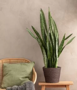 Bogenhanf - Sansevieria Zeylanica, Im Seegras-Korb -Pflanzenwelt Verkauf 8478737 WE MO 001 SansevieriaZylanica