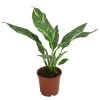 Einblatt - Spathiphyllum 'Diamond' 2 Einblatt - Spathiphyllum 'Diamond' -Pflanzenwelt Verkauf 8486144 WE FS 002 SpathiphyllumDiamondT15