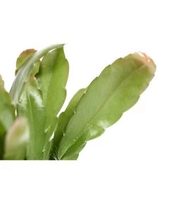 Korallenkaktus - Rhipsalis 'Red Coral' -Pflanzenwelt Verkauf 8501173 PR DE 001 RhipsalisRedCoralT17DehnerExpressZS