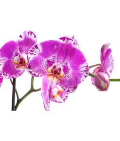 Schmetterlingsorchidee - Phalaenopsis Cultivars 'Victorio' 7 Schmetterlingsorchidee - Phalaenopsis Cultivars 'Victorio' -Pflanzenwelt Verkauf 8503724 WE DE 001 PhalaenopsisVictorioZweitriebigMixT15