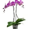 Schmetterlingsorchidee - Phalaenopsis Cultivars 'Victorio'
