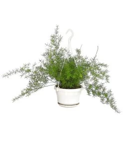 Zierspargel - Asparagus Densiflorus 'Sprengeri'