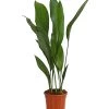 Schusterpalme - Aspidistra Elatior 2 Schusterpalme - Aspidistra Elatior -Pflanzenwelt Verkauf 8504326 PR FS 001 SchusterpalmeAspidistraElatiorT17DehnerExpressHerzig