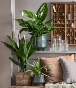 Schusterpalme - Aspidistra Elatior -Pflanzenwelt Verkauf 8504326 WE MO 001 Schusterpalme