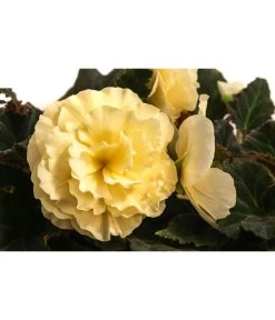 Hängebegonie 'Champagner' 11 Hängebegonie 'Champagner' -Pflanzenwelt Verkauf 8504383 WE DE 001 HaengebegonieChampagnerT23