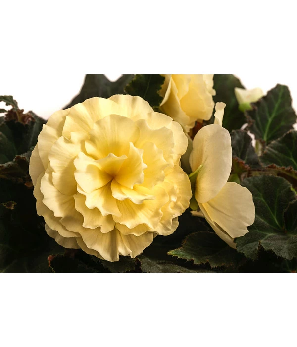 Hängebegonie 'Champagner' 7 Hängebegonie 'Champagner' – Bild 5