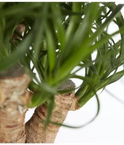 Elefantenfuß - Beaucarnea Recurvata, Verzweigt -Pflanzenwelt Verkauf 8504631 PR DE 001 ElefantenfussBeaucarneaVerzweigtT19DehnerExpressZS