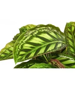 Korbmarante - Calathea Roseopicta 'Flamestar' -Pflanzenwelt Verkauf 8506313 PR DE 001 CalatheaFlamestarT14 DehnerExpressHerzig