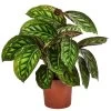 Korbmarante - Calathea Roseopicta 'Flamestar' -Pflanzenwelt Verkauf 8506313 PR FS 001 CalatheaFlamestarT14 DehnerExpressHerzig