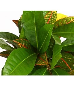 Wunderstrauch - Codiaeum Variegatum 'Banana' -Pflanzenwelt Verkauf 8508822 PR DE 001 CrotonCodiaeumBananaMixT17DehnerExpressHerzig