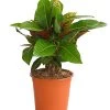 Wunderstrauch - Codiaeum Variegatum 'Banana' -Pflanzenwelt Verkauf 8508822 PR FS 001 CrotonCodiaeumBananaMixT17DehnerExpressHerzig