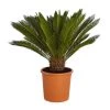Sagopalmfarn - Cycas Revoluta -Pflanzenwelt Verkauf 8509366 PR FS 001 CycasRevolutaDehnerExpressZS