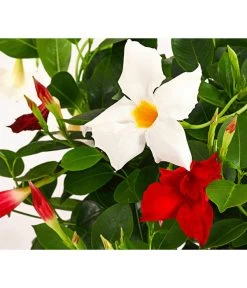 Dipladenien-Duo Im Blumenkasten -Pflanzenwelt Verkauf 8509986 PR DE 001 DipladeniaTwinKasten40DehnerExpressHerzig