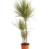 Drachenbaum - Dracaena Marginata 'Bicolor' -Pflanzenwelt Verkauf 8510406 WE FS 001 DrachenbaumDracaenaMarginataBicolor3erTuffT21