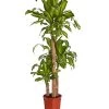 Drachenbaum - Dracaena Fragrans 'Massangeana' -Pflanzenwelt Verkauf 8511214 PR FS 001 DracaenaFragansMassangeana3erTuffT24DehnerExpressZS