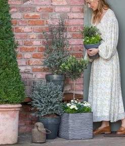 Olive, Stämmchen 11 Olive, Stämmchen -Pflanzenwelt Verkauf 8512238 WE MO 001 EukylaptusOlive