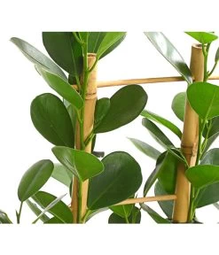 Lorbeer-Feige - Ficus Microcarpa 'Moclame', Spalier 7 Lorbeer-Feige - Ficus Microcarpa 'Moclame', Spalier -Pflanzenwelt Verkauf 8515926 WE DE 001 FicusMoclameSpalierT24DehnerExpressHerzig