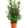 Lorbeer-Feige - Ficus Microcarpa 'Moclame', Spalier -Pflanzenwelt Verkauf 8515926 WE FS 001 FicusMoclameSpalierT24DehnerExpressHerzig