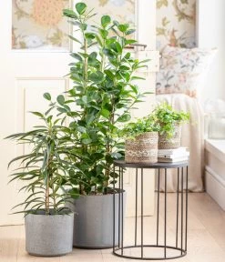 Lorbeer-Feige - Ficus Microcarpa 'Moclame', Spalier 6 Lorbeer-Feige - Ficus Microcarpa 'Moclame', Spalier -Pflanzenwelt Verkauf 8515926 WE MO 001 FicusMoclameT24