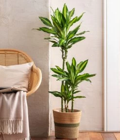 Drachenbaum - Dracaena Fragrans 'Cintho' -Pflanzenwelt Verkauf 8517559 6905004 WE MO 001 DracaenaCintho KorbHarmony