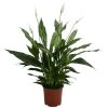 Einblatt - Spathiphyllum 'Silver Cupido' -Pflanzenwelt Verkauf 8528259 WE FS 001 EinblattSilverCupidoT17