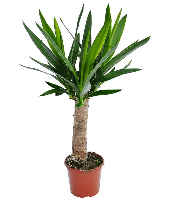 Yucca-Palme - Yucca Elephantipes 'Maya-Tree' 3 Yucca-Palme - Yucca Elephantipes 'Maya-Tree'