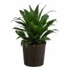 Drachenbaum - Dracaena Compacta, Hydrokultur 1 Drachenbaum - Dracaena Compacta, Hydrokultur -Pflanzenwelt Verkauf 8536161 WE FS 001 DracaenaCompataKoepfeDrachenbaumHydroT13 DehnerExpressHerzig
