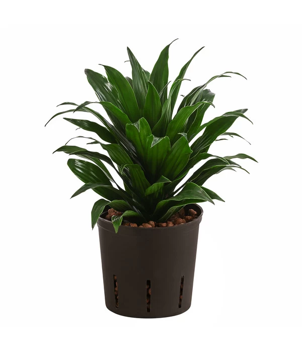 Drachenbaum - Dracaena Compacta, Hydrokultur 3 Drachenbaum - Dracaena Compacta, Hydrokultur
