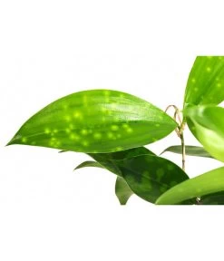 Drachenbaum - Dracaena Surculosa, Hydrokultur -Pflanzenwelt Verkauf 8536179 WE DE 001 DracaenaSurculosaVerzweigterDrachenbaumHydroT13 DehnerExpressHerzig