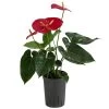 Flamingoblume - Anthurium Andreanum, Hydrokultur -Pflanzenwelt Verkauf 8536237 WE FS 001 AnthuriumAndreanumRotAnthurieHydroT15