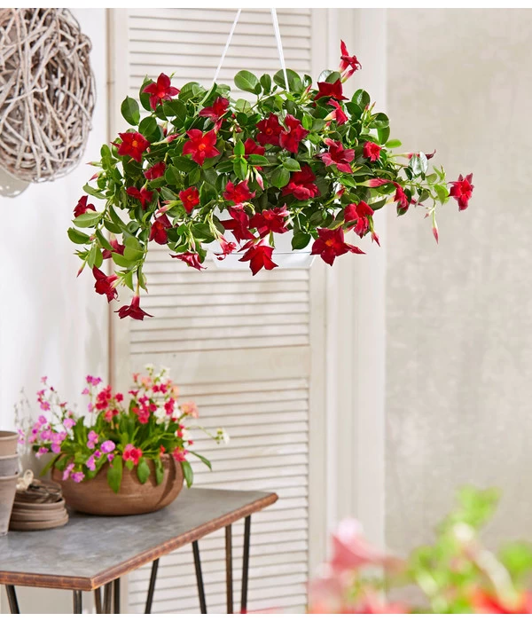 Dipladenie, Ampel 4 Dipladenie, Ampel – Bild 2