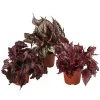 Blattbegonien-Set - Begonia Rex Hybriden, 3-teilig -Pflanzenwelt Verkauf 8561524 WE FS 001 Blattbegonien3 SetT12