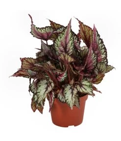 Blattbegonien-Set - Begonia Rex Hybriden, 3-teilig -Pflanzenwelt Verkauf 8561524 WE FS 002 Blattbegonien3 SetT12