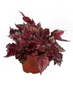 Blattbegonien-Set - Begonia Rex Hybriden, 3-teilig -Pflanzenwelt Verkauf 8561524 WE FS 003 Blattbegonien3 SetT12