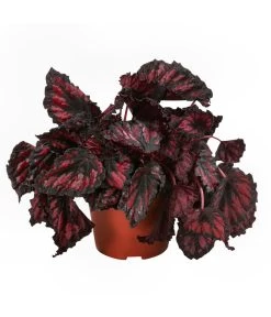 Blattbegonien-Set - Begonia Rex Hybriden, 3-teilig -Pflanzenwelt Verkauf 8561524 WE FS 004 Blattbegonien3 SetT12