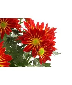 Chrysantheme 'Cirus' -Pflanzenwelt Verkauf 8582678 PR DE 001 ChrysanthCirusDehnerExpressHerzig