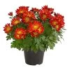 Chrysantheme 'Cirus' -Pflanzenwelt Verkauf 8582678 PR FS 001 ChrysanthCirusDehnerExpressHerzig