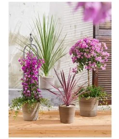 Drillingsblume, Ministamm -Pflanzenwelt Verkauf 8583684 PR MO 001 KuebelpflanzenBougainvilleaCordyline 8684482