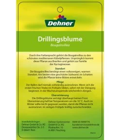 Drillingsblume, Ministamm -Pflanzenwelt Verkauf 8583700 DrillingsblumeStamm 28012016 2
