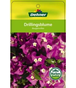 Drillingsblume, Ministamm -Pflanzenwelt Verkauf 8583700 Drillingsblume 28012016 1