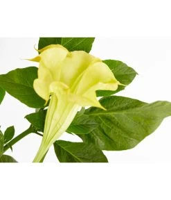 Engelstrompete -Pflanzenwelt Verkauf 8583932 PR DE 001 BrugmansiaMixBuschT24DehnerExpressZS