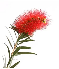 Zylinderputzer, Busch 9 Zylinderputzer, Busch -Pflanzenwelt Verkauf 8584054 WE DE 001 CallistemonBuschT18DehnerExpressHerzig